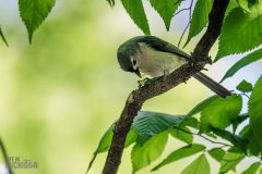 Kensington-Metropark-Birds-May2026-3
