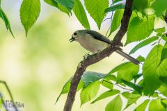 Kensington-Metropark-Birds-May2026-4