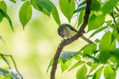 Kensington-Metropark-Birds-May2026-5
