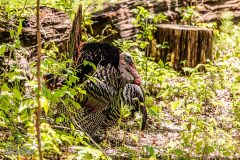 Kensington-Metropark-Birds-May2026-6