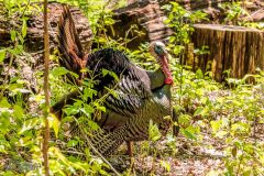 Kensington-Metropark-Birds-May2026-7