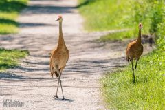 Kensington-Metropark-Birds-May2026-9