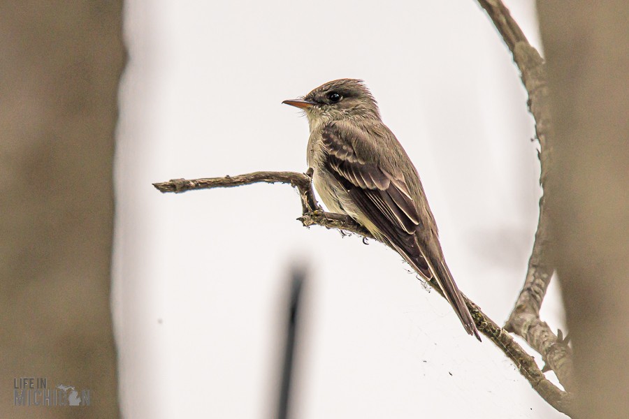 Lake-Erie-Metropark-birds-1