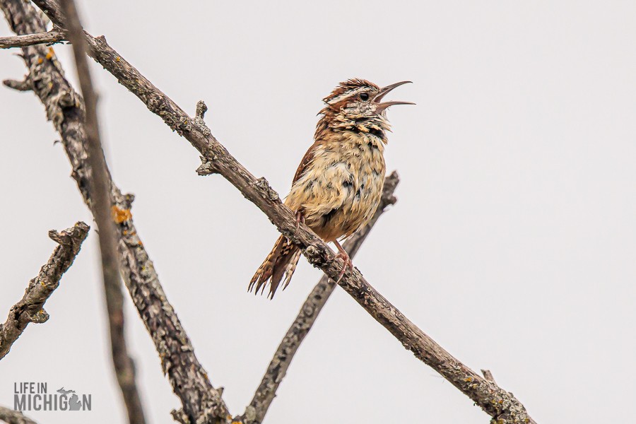 Lake-Erie-Metropark-birds-20