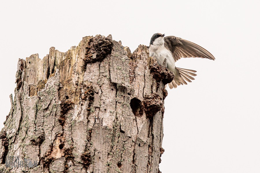 Lake-Erie-Metropark-birds-26