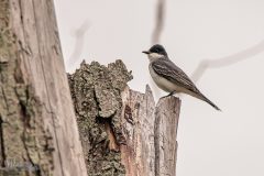 Lake-Erie-Metropark-birds-10