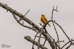 Lake-Erie-Metropark-birds-11