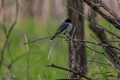 Lake-Erie-Metropark-birds-12