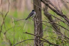Lake-Erie-Metropark-birds-13