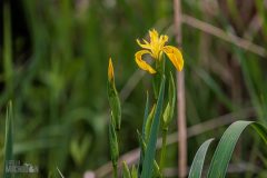 Lake-Erie-Metropark-birds-14