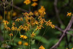 Lake-Erie-Metropark-birds-15