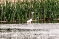 Lake-Erie-Metropark-birds-17