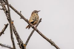 Lake-Erie-Metropark-birds-18