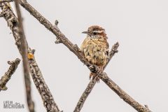 Lake-Erie-Metropark-birds-19