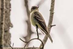 Lake-Erie-Metropark-birds-2