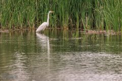 Lake-Erie-Metropark-birds-21