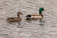 Lake-Erie-Metropark-birds-22