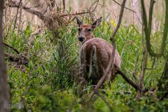 Lake-Erie-Metropark-birds-23
