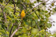 Lake-Erie-Metropark-birds-24