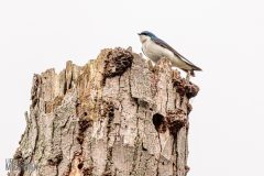 Lake-Erie-Metropark-birds-25
