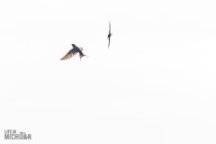 Lake-Erie-Metropark-birds-27