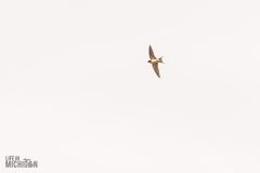 Lake-Erie-Metropark-birds-28