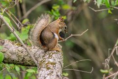 Lake-Erie-Metropark-birds-29