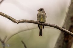 Lake-Erie-Metropark-birds-3
