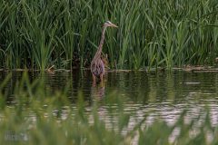 Lake-Erie-Metropark-birds-4