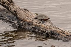 Lake-Erie-Metropark-birds-5