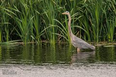 Lake-Erie-Metropark-birds-6