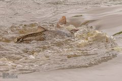 Lake-Erie-Metropark-birds-7