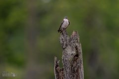 Lake-Erie-Metropark-birds-8