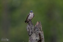 Lake-Erie-Metropark-birds-9