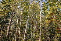 Lake-Superior-Circle-Tour-Duluth-14