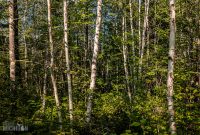Lake-Superior-Circle-Tour-Duluth-15