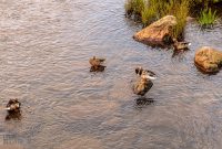 Lake-Superior-Circle-Tour-Sault-Ste-Marie-ON-26