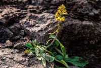 Lake-Superior-Circle-Tour-Two-Harbors-50