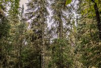 Lake-Superior-Circle-Tour-Wawa-2