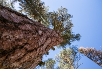 Lassen Volcanic National Park - Cinder Cone - 2014
