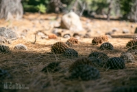 Lassen Volcanic National Park - 2014