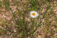 Manistee-June-2025-16