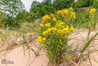 Manistee-June-2025-19