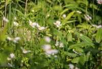 Manistee-June-2025-42