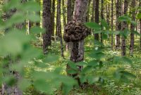 Manistee-June-2025-48