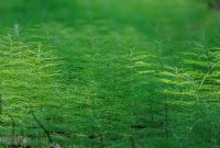 Manistee-June-2025-51