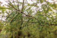 Manistee-June-2025-64