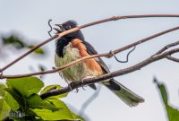 Manistee-June-2025-7