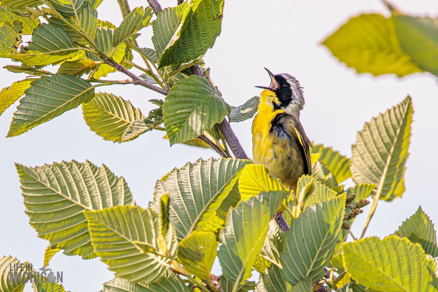 Manistee-Area-Birds-2026-19