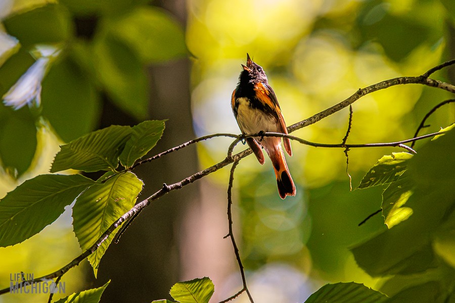Manistee-Area-Birds-2026-37